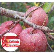 밀양 얼음골사과 햇부사, 5kg, 16~18과