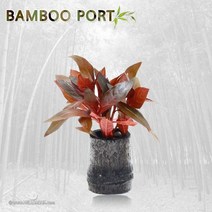 초보자도 키우기 쉬운 어항장식 포트수초 200종 모음, 146번) 대숯포트수초 페르엔시스