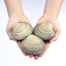 산지직송 거제도 자연산 생물 개조개 대합 조개 1kg, 1개