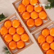 [열매나무]천혜향 3kg[10~13과] 3박스, 없음