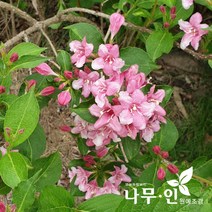 [나무인] 병꽃나무 개화주 5그루, 5개