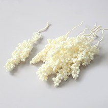 솔검 프리저브드플라워 - 보존화 DIY재료, 솔검 아이보리