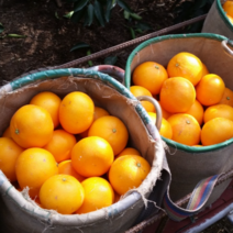 제주 불로초감귤 타이벡 황금향 조생 노지 감귤 못난이귤 귤 한박스 10kg 5키로 10키로, (프리미엄) 불로초감귤, 3kg 불로초감귤 (2S-M)