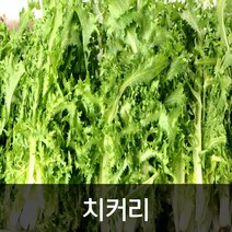 약수농장 치커리 2kg, 1박스