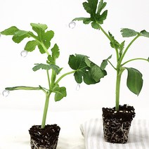 애플수박모종 5주 10주 20주 모종, 애플수박 모종20주
