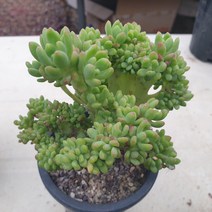 [수암다육] 팔천대 철화 랜덤발송 f. cristata 랜덤발송 다육 다육이 다육식물 280, 1개
