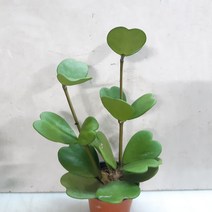 사랑이 넘치는~하트호야