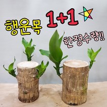 행운목 1+1