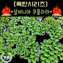 [수초폭탄] 기간한정 반값할인!!! 수질정화수초 살비니아 쿠쿨라타 (40뿌리) / 부상수초 초보수초 은신처