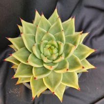 [메카다육]62-1115 연꽃마리아(에케베리아 사이즈 굿) 화분포함 다육식물 선인장 다육금 다육철화 두들레야 아프리카식물 코노피튬 하월시아 수입다육이 국민이, 1개