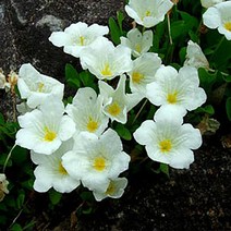 시즌플라워 [초화류]은배초(은잔화)