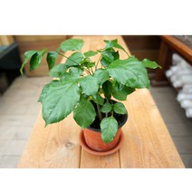 그린플랜트 공기정화식물 녹보수 1+1