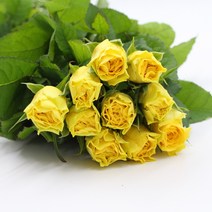노랑 장미 생화택배 (고속터미널꽃시장 직배송) 꽃예꽃, 비슷한 느낌의 꽃으로 변경(다른꽃or다른색), 월요일 구매시 (수~목요일 도착)
