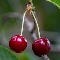 [충북농원] 라핀 체리나무 묘목 - 접목1년생특묘벚나무대목, 단품