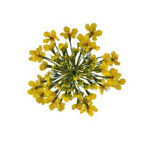 그린팜네이처 꽃보듬 압화-레이스플라워, 옐로우