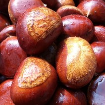 국내산 햇밤 맛밤 군밤 생밤 알밤 기계로 깐밤 2kg (대)
