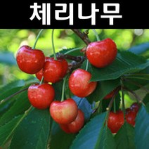 왜성체리(레이니어) 콜트대목 접목1년(뿌리) 1개/나무 묘목/과실수/유실수