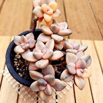 살구미인금 목대 키우기 쉬운 실내 다육 랜덤발송 1목7-80, 단품