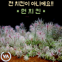 [비바소녀] 환상적인 아름다움 루드위지아 핑크화이트(먼치킨) 1촉 / 국민수초 초보수초 고급수초 희귀수초