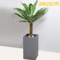 금메달플라워 아가베 누아타 <전국 꽃배달 서비스> 관엽식물 인테리어화분 개업화분 공기정화식물” class=”wr-img”></a></div></p></div></p></div></p></div><div class=