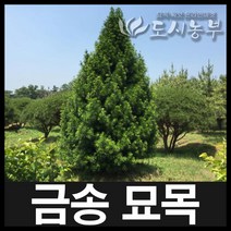 금송/금송묘목/소나무묘목/종류별/실생6년/도시농부, 금송 실생6년*포트 1주