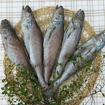 여수 민어 퉁치 3미 반건조민어 제수용 340g이상 32cm내외, 반건조민어3미 35cm내외/300~350g내외