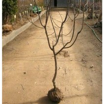 과수/유실수 밤나무(옥광)접목 1년포트, 밤나무(대보) R3cm