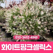 화이트핑크셀릭스/삽목1년/포트묘/5주묶음/버드나무/무늬/삼색/버들/나무/묘목/도시농부