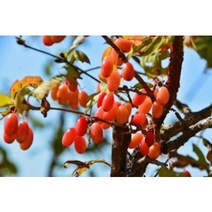 산수유열매건재 300g #산수유열매#산수유효능 #산수유효과 #산수유재배