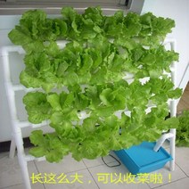 식물 재배기 수경 집에서상추키우기 콩나물 단면 사다리 형 발코니 심기 파이프 식 무토양 재배 장비 자동 급수 야채 기계 분지, 단면사다리(녹색수조 포함), 큰