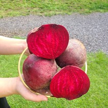 [띠앗농장]햇비트 제주 레드비트 5kg/10kg, 햇비트 10k(20-26개)