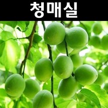 청매실 R4cm 결실주(분) 나무 묘목 1개/유실수/과수, 청매실 R4cm결실주