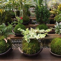 가습식물 수경재배 식물+화병 세트 아이비 스파트필름 테이블야자 스킨답서스 천냥금, 무늬산호수