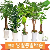 개업 축하 화분 대형 전국 당일배송, 24. 몬스테라