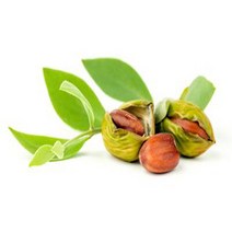 골든호호바오일 100ml/호호바유/조조바오일/Golden jojoba oil/비정제/캐리어오일/천연화장품/마사지오일/호호바오일, 100ml, 1개, 100ml