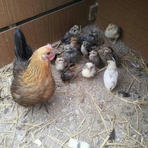 축협 초이 병아리 사료, 3kg, 1개