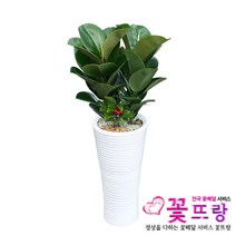 고무나무 공기정화식물 관엽식물 전국꽃배달서비스 개업화분/축하선물, 1개