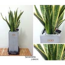 햇살농장 중대형 공기정화 식물 시멘트 화분, 산세베리아, 1개
