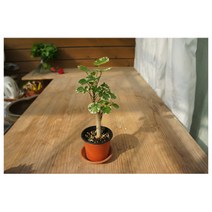 그린플랜트 파비안느(품종랜덤) 1+1 공기정화식물 화분 최다종, 파비안느, 1개