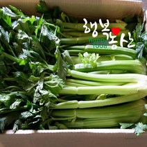 싱싱한 당일작업 샐러리 3~10kg 셀러리, 1box, 샐러리 10kg내외