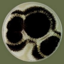 (사이언샵)누룩곰팡이, 상세설명참조