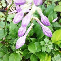 벤추리 옥잠화 x 10포트 꽃 모종