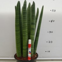 온누리농원 스투키(50cm), 1개
