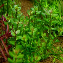 아마니아 본사이(3촉), 1개