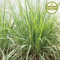 랑팡 천연에센셜 오일[탑노트], 탑노트06. 시트로넬라E.O 10ml