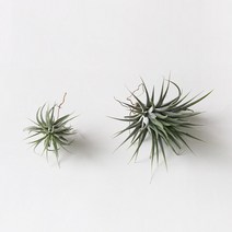 미니 에어 플랜트 (틸란드시아/소), 단품