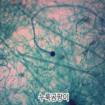 사이언샵 누룩곰팡이프레파라트