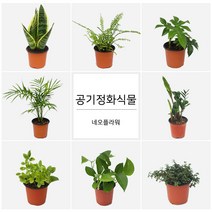 네오플라워 공기정화식물 꽃화분 허브, A58.게발선인장