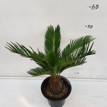 온누리농원 소철
