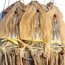 동해안 건오징어 한축 20마리700그램, 20마리, 600g